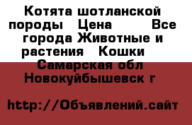 Котята шотланской породы › Цена ­ 40 - Все города Животные и растения » Кошки   . Самарская обл.,Новокуйбышевск г.